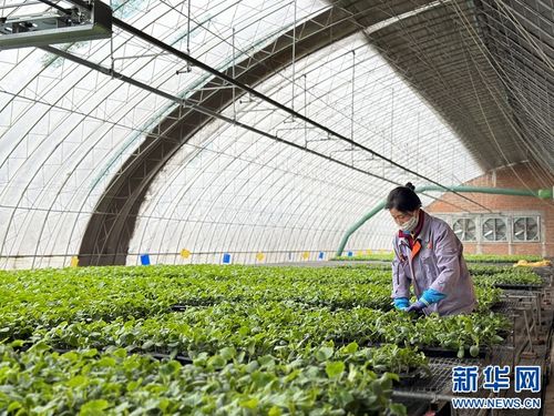 果蔬住上科技房，智慧農業(yè)種出新花樣