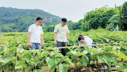 仲愷農業(yè)工程學院科技特派員團隊為肇慶農業(yè)產業(yè)發(fā)展把脈開方